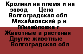 Кролики на племя и на завод . › Цена ­ 400 - Волгоградская обл., Михайловский р-н, Михайловка г. Животные и растения » Другие животные   . Волгоградская обл.